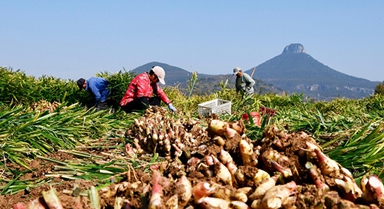 山東棗莊:收獲黃姜