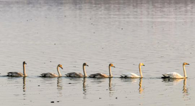 黃河濕地天鵝舞